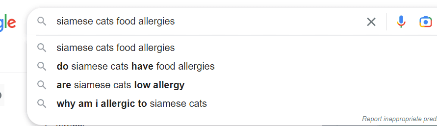 Siamese cat google search